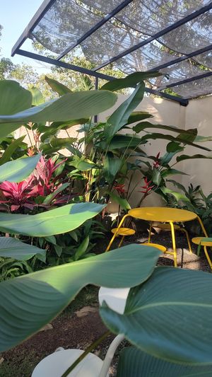 The ambience 🌱 at Bunch in Hiriketiya