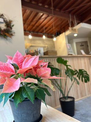  at PLANT-BASED CAFE ANDPON in Osaka