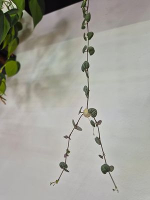 Lovely plants all around at Terrible Coffee in Queretaro