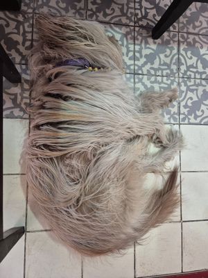 Pet friendly 💜 Thank you! at Terrible Coffee in Queretaro