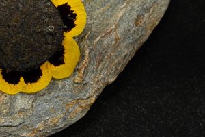 100% Plant-Based 9-Course Fine Dining Tasting Menu at OMNIA Plant-Based Restaurant in Kastelruth