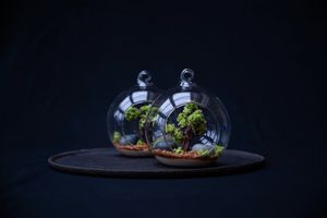 9-Course Purely Plant-Based Tasting Menu at OMNIA Plant-Based Restaurant in Kastelruth