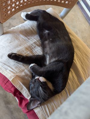 Chillcat Nr.1 at Home No. 8 in Krabi