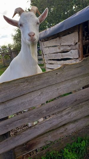 🐐 fuchur at Lebenshof Tierlieben in Ammerbuch