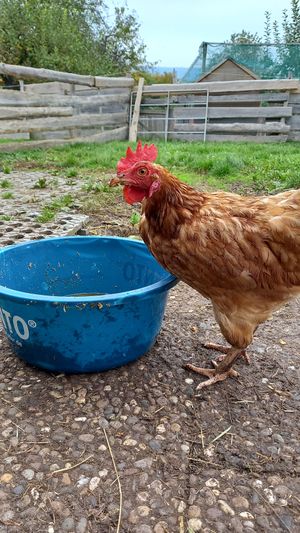 🐔frau mayer at Lebenshof Tierlieben in Ammerbuch