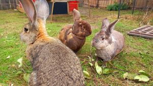 🐇leia & 🐇emilio & 🐇anton at Lebenshof Tierlieben in Ammerbuch