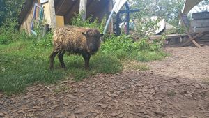 🐑 hilda at Lebenshof Tierlieben in Ammerbuch
