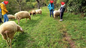 schafwanderung (special event) at Lebenshof Tierlieben in Ammerbuch