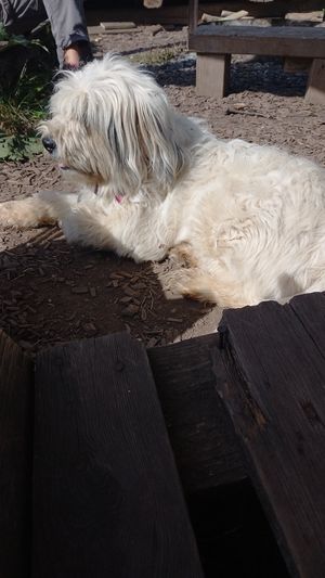 🐶 elisha at Lebenshof Tierlieben in Ammerbuch