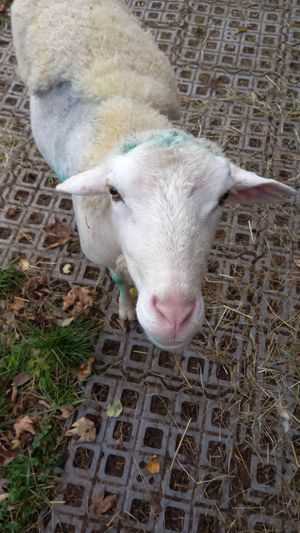 🐑 foxi at Lebenshof Tierlieben in Ammerbuch