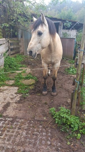 🐎norico at Lebenshof Tierlieben in Ammerbuch