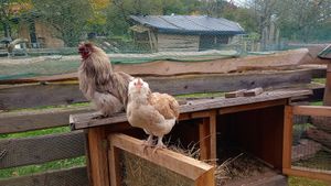 🐓 detlef at Lebenshof Tierlieben in Ammerbuch