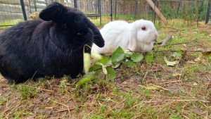 🐇lucky & 🐇jule at Lebenshof Tierlieben in Ammerbuch