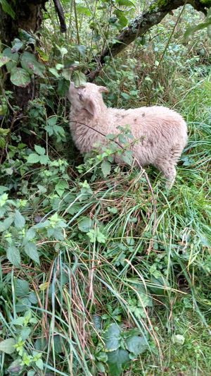 🐏felix at Lebenshof Tierlieben in Ammerbuch
