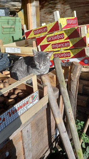 😸minka at Lebenshof Tierlieben in Ammerbuch