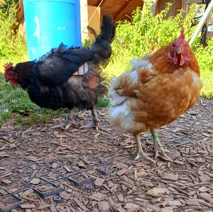 🐔🐔 (i don't know know their names) at Lebenshof Tierlieben in Ammerbuch