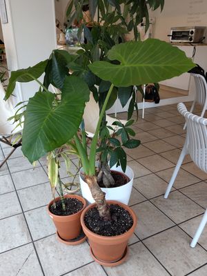  at Intense Coffee - Bonnevoie in Luxembourg City