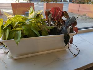  at Intense Coffee - Bonnevoie in Luxembourg City