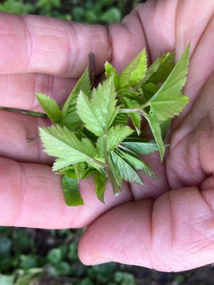 Wild plant based cuisine
 at Bouchéry in Uccle