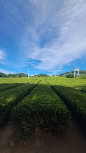  at Osulloc Tea Museum in Jeju
