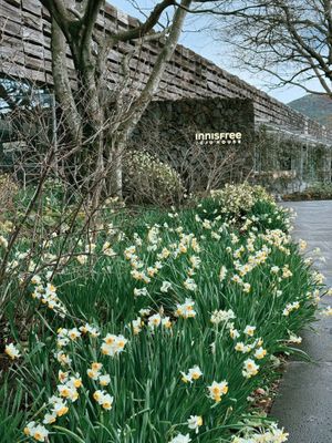   at Osulloc Tea Museum in Jeju