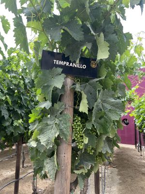   at Monte Xanic in Valle De Guadalupe
