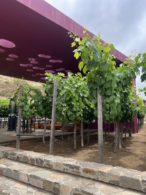   at Monte Xanic in Valle De Guadalupe