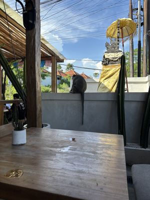 Monkey   at Lola's Cantina Mexicana - Uluwatu  in Pecatu