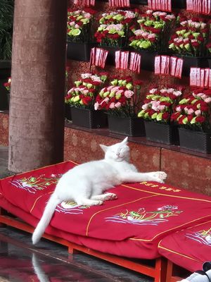  at Longhua Temple in Shanghai