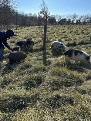   at Lancaster Farm Sanctuary in Mount Joy