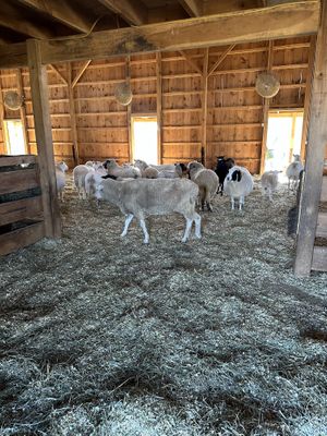   at Lancaster Farm Sanctuary in Mount Joy