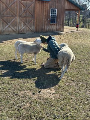   at Lancaster Farm Sanctuary in Mount Joy
