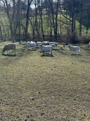   at Lancaster Farm Sanctuary in Mount Joy