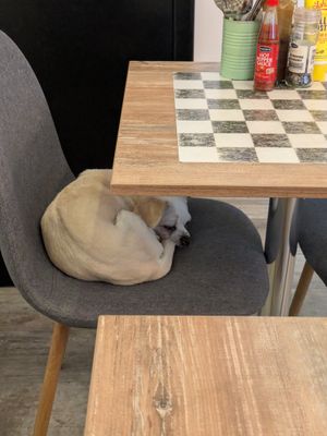 Dog and chess board at Meatballs & Pancakes in Stockholm
