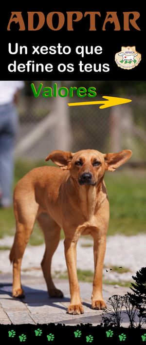 Adoptar, un gesto que define tus valores. 
Adopt, a gesture that defines your values. at Asociación Protectora Animales del Camino (APACA) in Arzua