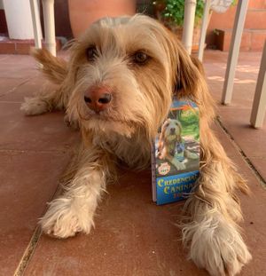 APACA es la creadora y distribuidora de la Credencial Canina. Si quieres la tuya para hacer el Camino Perregrino o si quieres ser punto de venta de las credenciales, ¡contáctanos at Asociación Protectora Animales del Camino (APACA) in Arzua