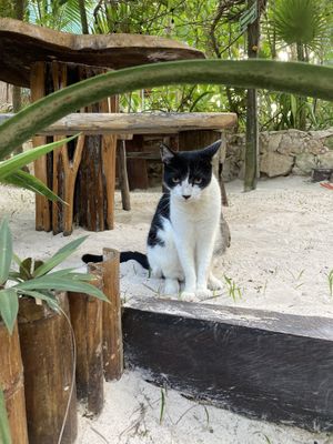 Again is an animal friendly resort. This is one of their cats.   at SANA SANA by Raw Love Tulum in Tulum