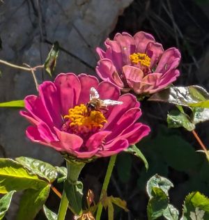  at L.O.V.E. Farmstay in Boliqueime