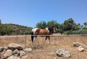  at L.O.V.E. Farmstay in Boliqueime