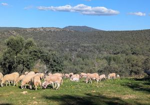  at L.O.V.E. Farmstay in Boliqueime