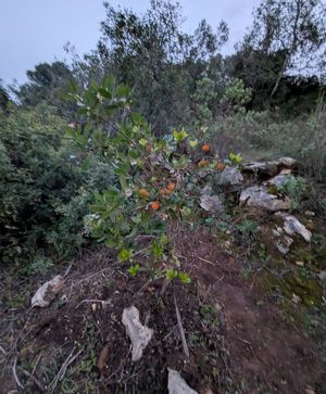  at L.O.V.E. Farmstay in Boliqueime