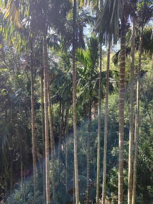 The view 🌴 at Sintha bara Lonthe - Konich in Ella