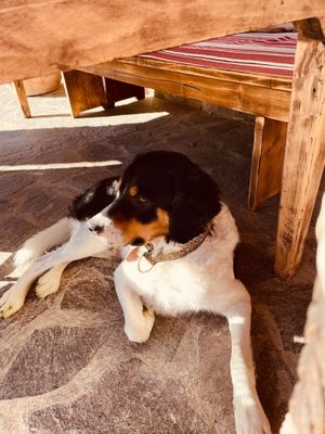  at La Melea - Vegan Bed & Breakfast in Lucignano