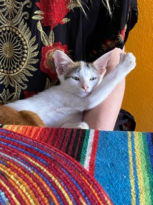  at Tito's Bitchin' Burritos & Sourdough Pizzas in Koh Samui