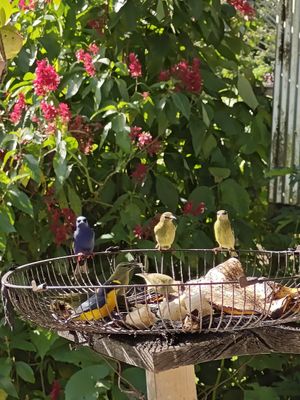 Bird Feeder at Bar Restaurante Paellas La Oropendola in Nuevo Arenal