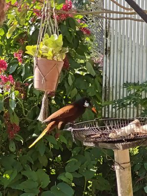 Bird Feeder at Bar Restaurante Paellas La Oropendola in Nuevo Arenal