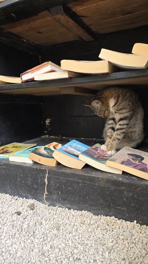 Gato at Casa de Café y Té in Bacalar