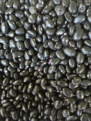  at Menjunje! in Barcelona