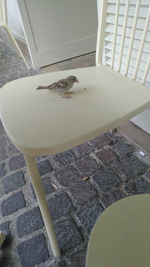 Tods son bienvenids at Land & Monkeys - Les Halles in Paris