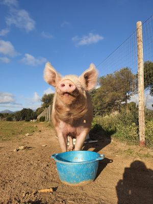 Michele il portavoce del Santuario   at Rifugio di Miki Pig in Telti